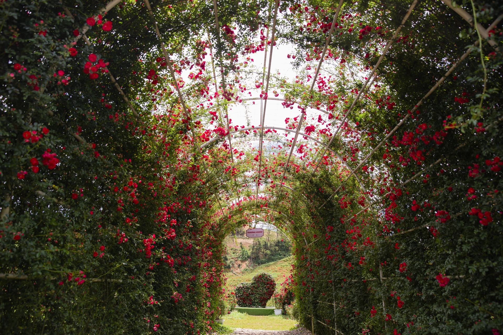 hong leo Sa Pa,  du lich Fansipan anh 1