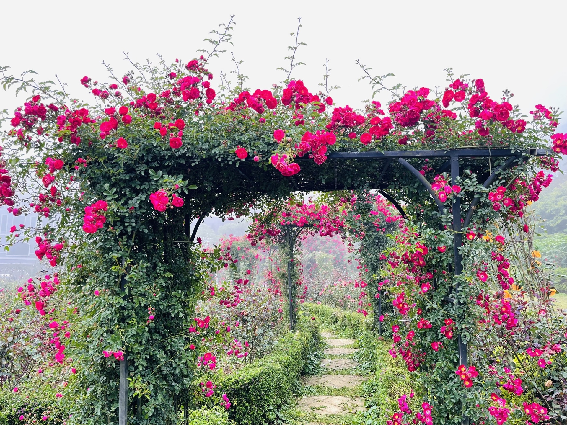 hồng leo Sa Pa, du lịch Fansipan ảnh 4 hong leo Sa Pa, du lich Fansipan anh 4