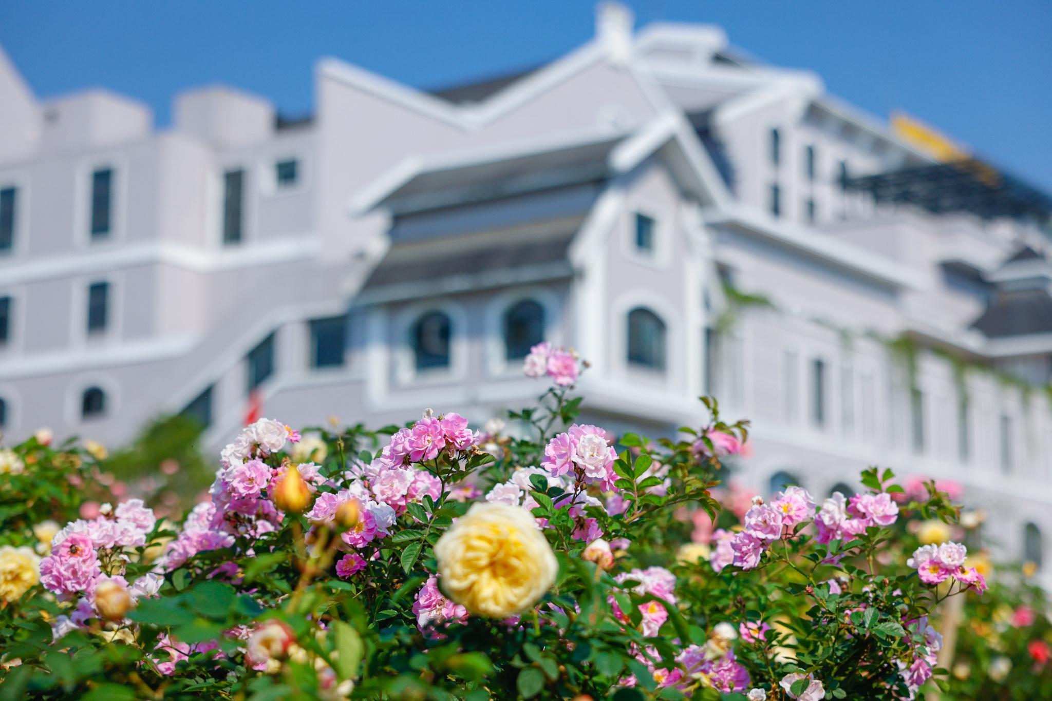 hong leo Sa Pa,  du lich Fansipan anh 12