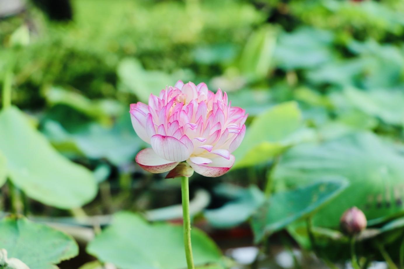 10.000 chau sen khoe sac tai Le hoi Sen Dong Thap lan thu I hinh anh