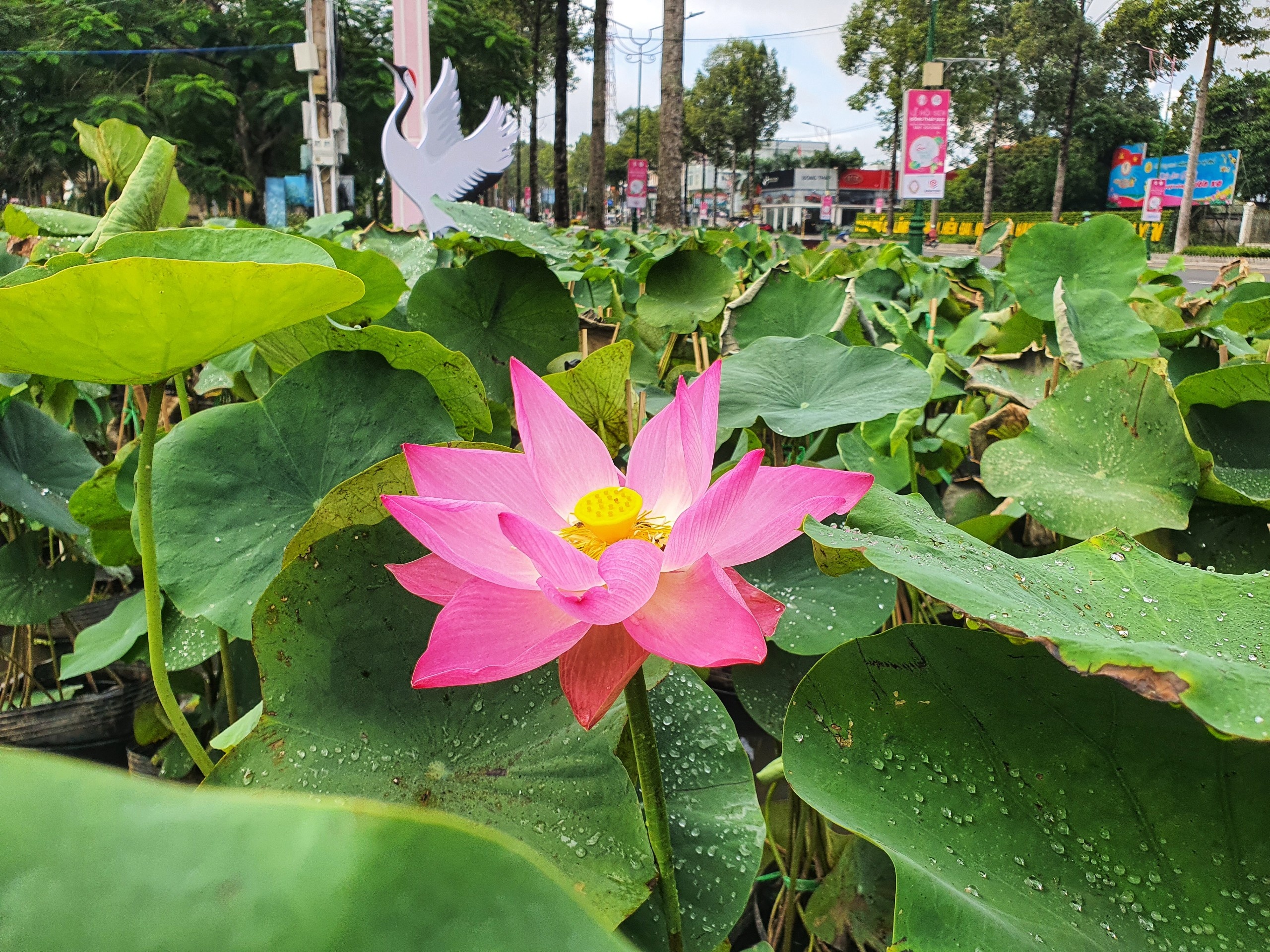 hoa sen,  du lich anh 1