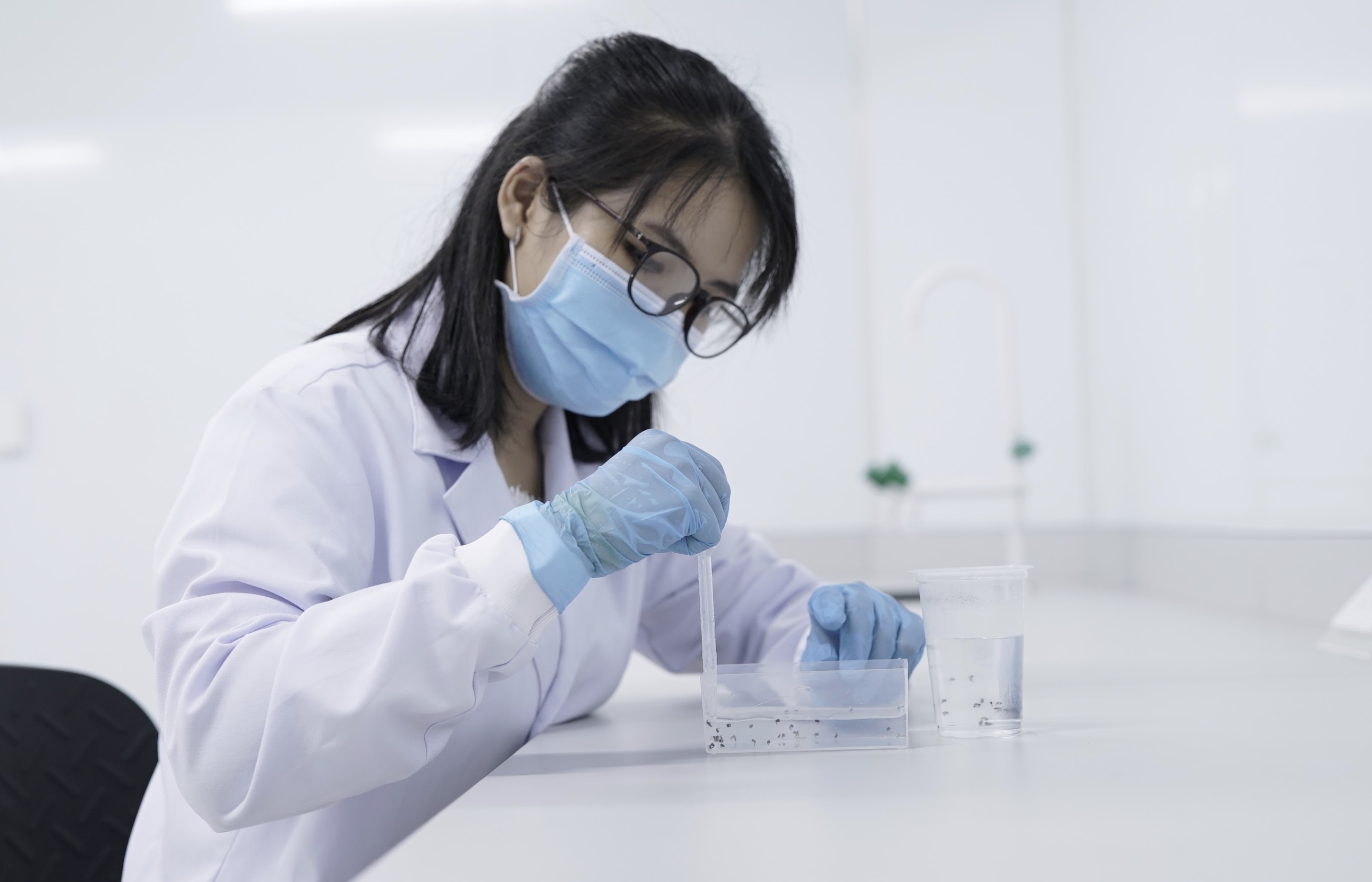nuôi muỗi,  phòng bệnh sốt xuất huyết ảnh 1 nuoi muoi,  phong benh sot xuat huyet anh 1
