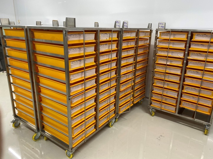 nuôi muỗi,  phòng bệnh sốt xuất huyết ảnh 3 nuoi muoi,  phong benh sot xuat huyet anh 3