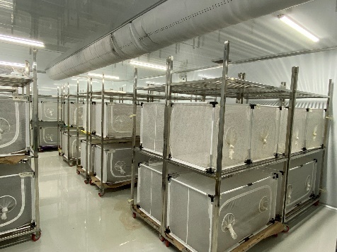 nuôi muỗi,  phòng bệnh sốt xuất huyết ảnh 4 nuoi muoi,  phong benh sot xuat huyet anh 4