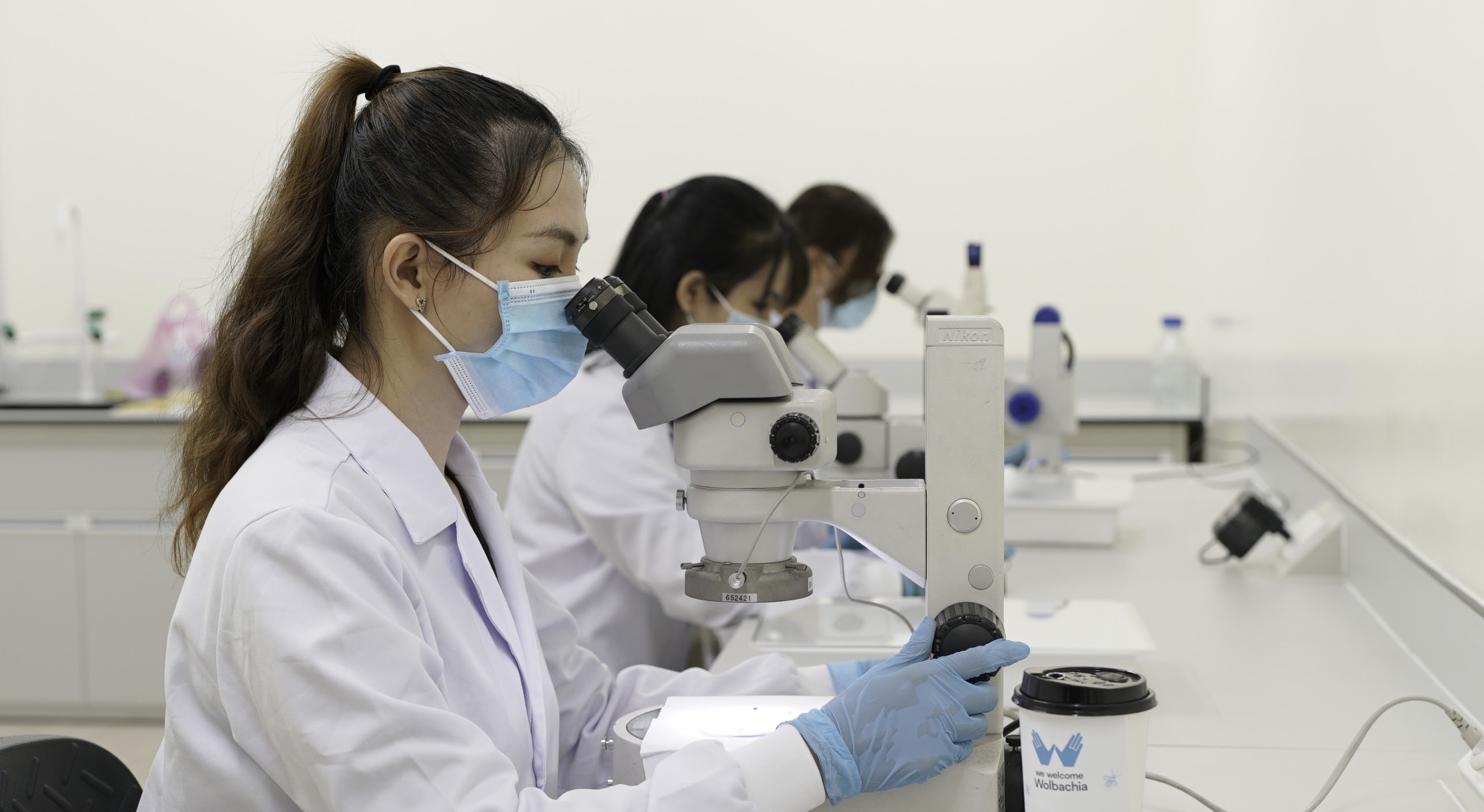 nuôi muỗi,  phòng bệnh sốt xuất huyết ảnh 6 nuoi muoi,  phong benh sot xuat huyet anh 6