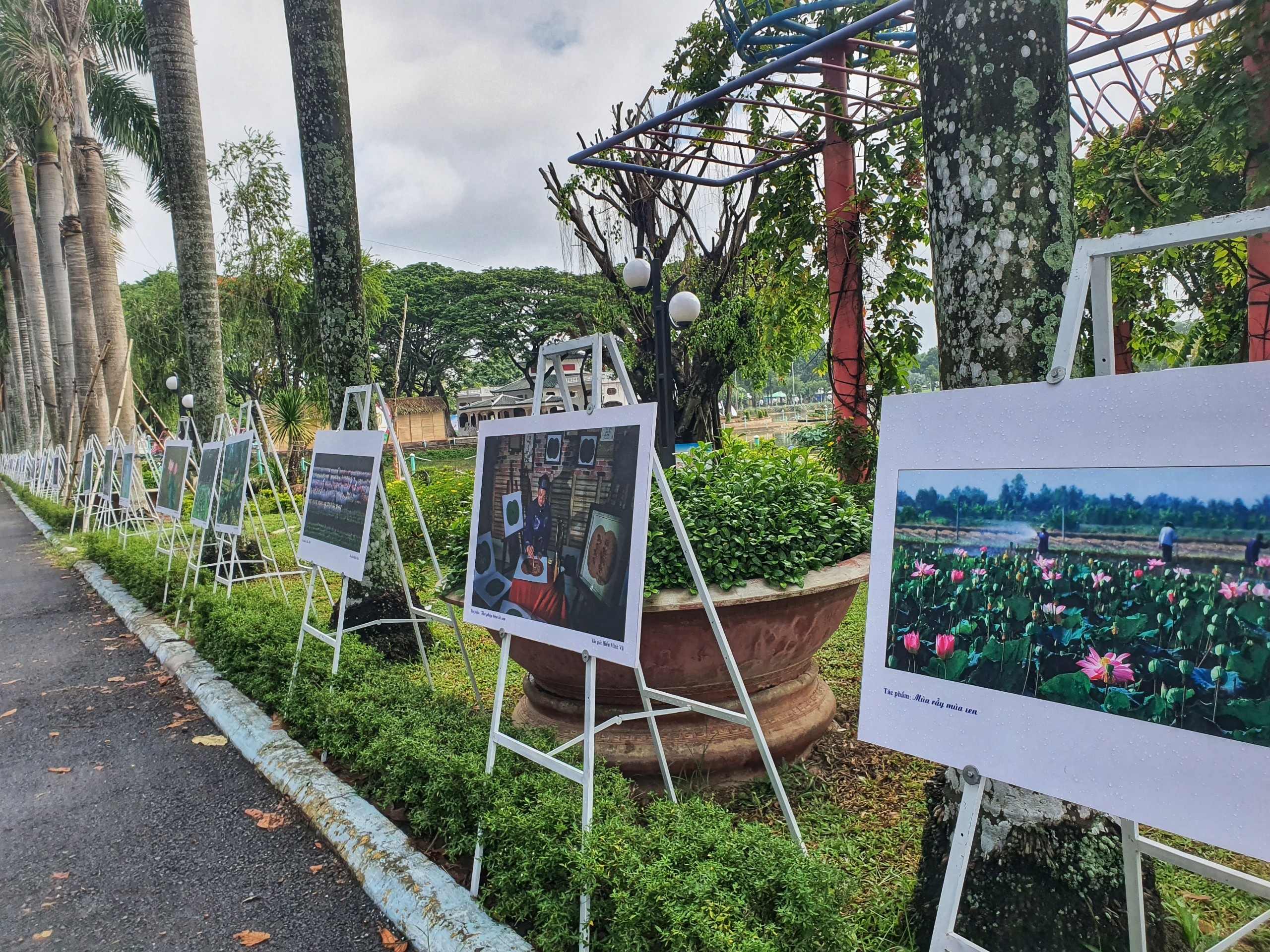 hoa sen, du lịch ảnh 3 hoa sen, du lich anh 3