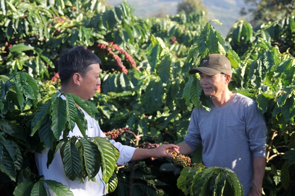 cà phê Việt Nam,  coffee ảnh 1 ca phe Viet Nam,  coffee anh 1