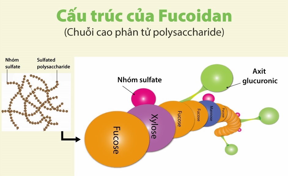 Umi No Shizuku anh 2