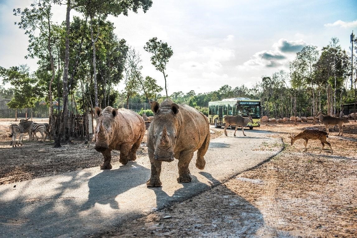 Vinpearl Safari Phú Quốc,  đười ươi Sumatra ảnh 1 Vinpearl Safari Phu Quoc,  duoi uoi Sumatra anh 1