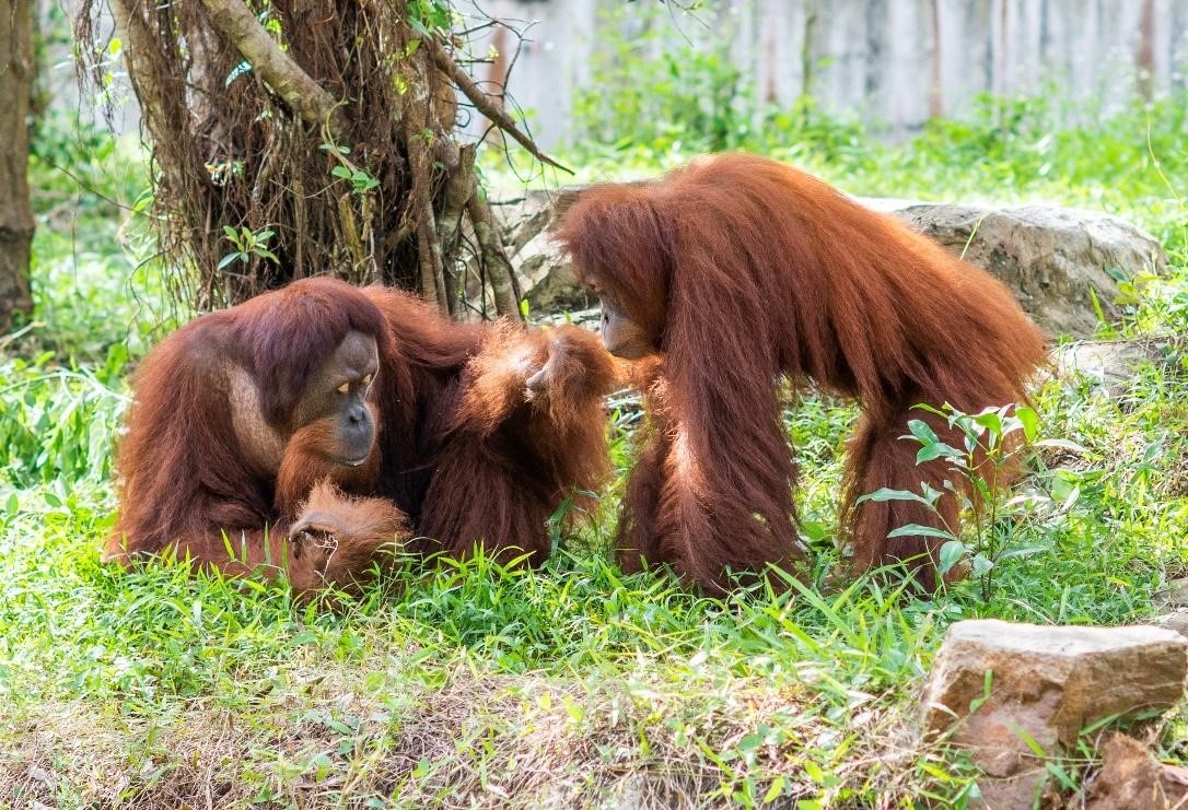 Vinpearl Safari Phú Quốc,  đười ươi Sumatra ảnh 2 Vinpearl Safari Phu Quoc,  duoi uoi Sumatra anh 2