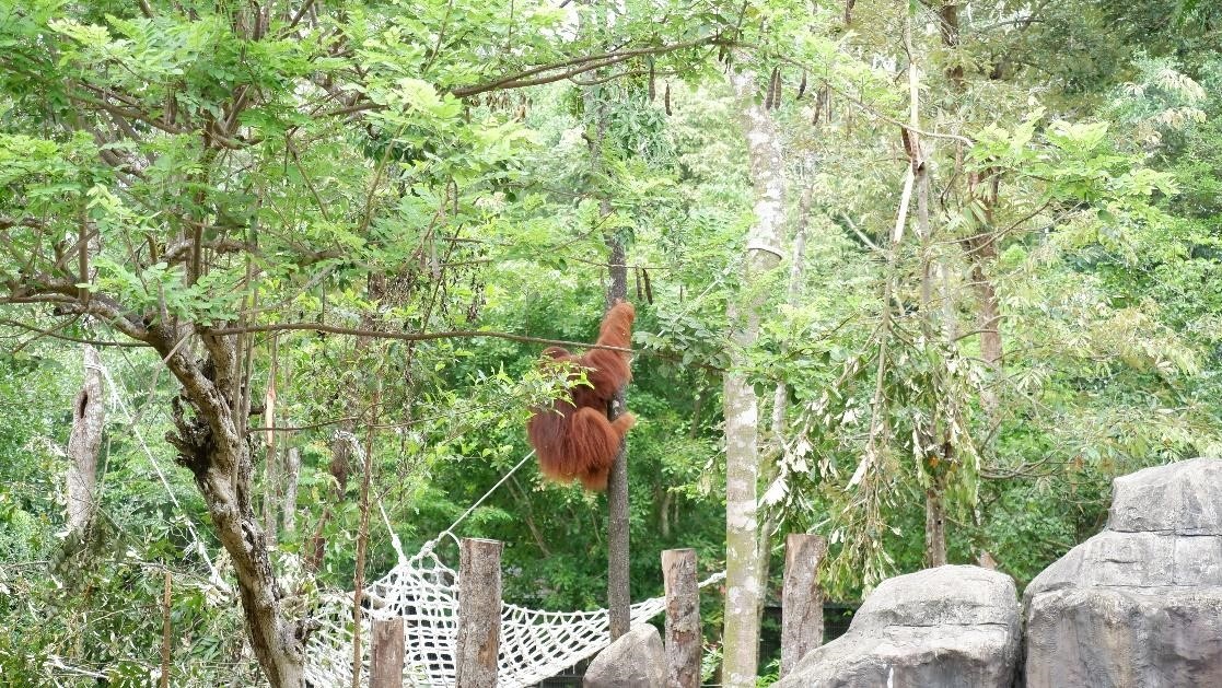 Vinpearl Safari Phú Quốc,  đười ươi Sumatra ảnh 3 Vinpearl Safari Phu Quoc,  duoi uoi Sumatra anh 3