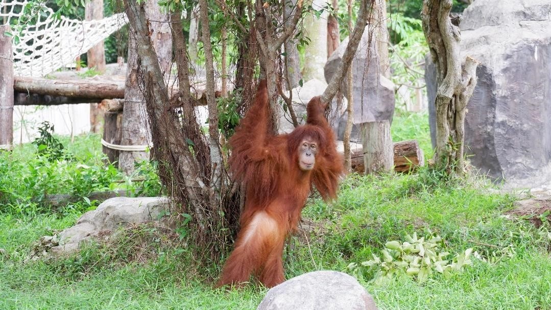 Vinpearl Safari Phú Quốc,  đười ươi Sumatra ảnh 4 Vinpearl Safari Phu Quoc,  duoi uoi Sumatra anh 4