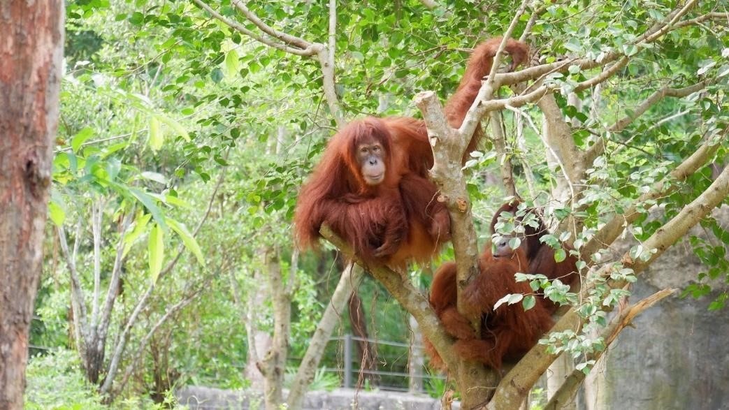 Vinpearl Safari Phú Quốc,  đười ươi Sumatra ảnh 5 Vinpearl Safari Phu Quoc,  duoi uoi Sumatra anh 5
