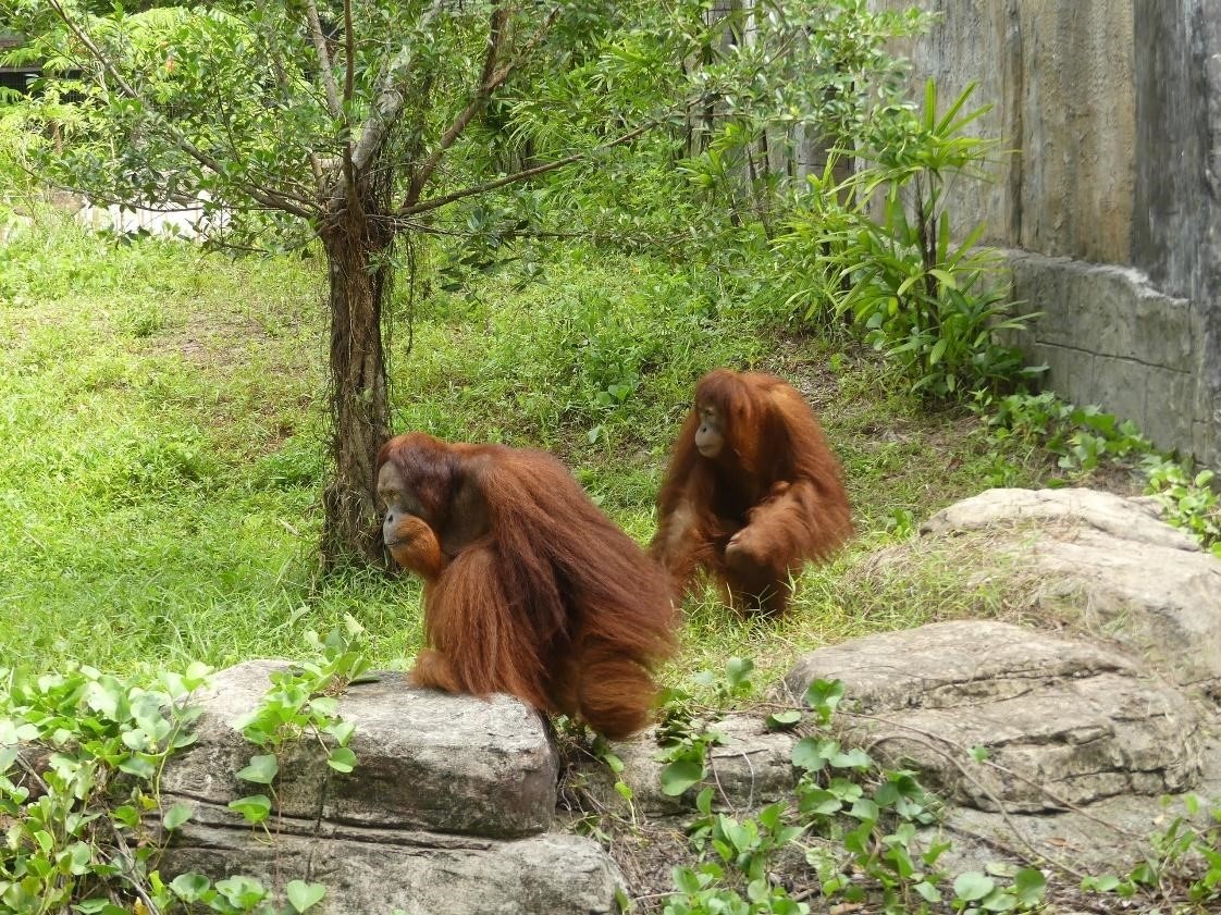 Vinpearl Safari Phú Quốc,  đười ươi Sumatra ảnh 6 Vinpearl Safari Phu Quoc,  duoi uoi Sumatra anh 6