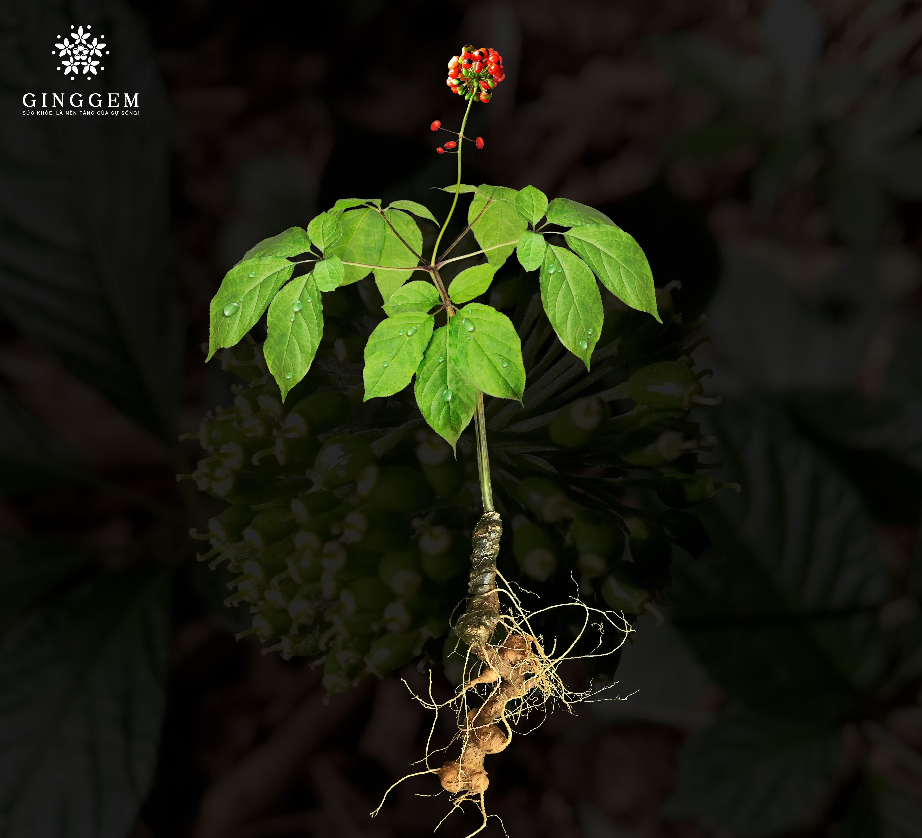 Ngo Kien Huy,  Tien Luat anh 2