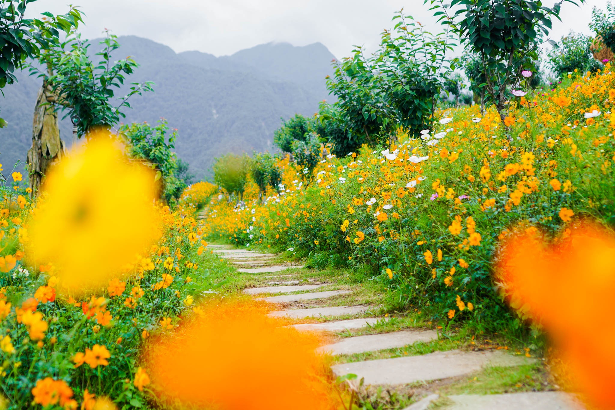 Sun Group,  Hotel de la Coupole - MGallery Sa Pa anh 5