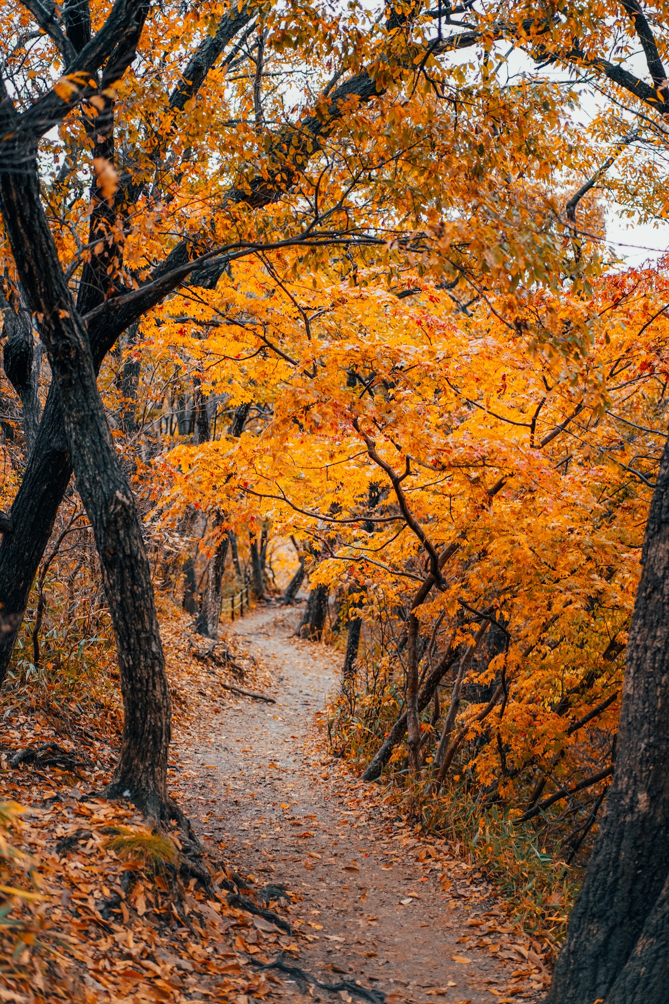 Busan,  Seoul,  du lich he anh 6