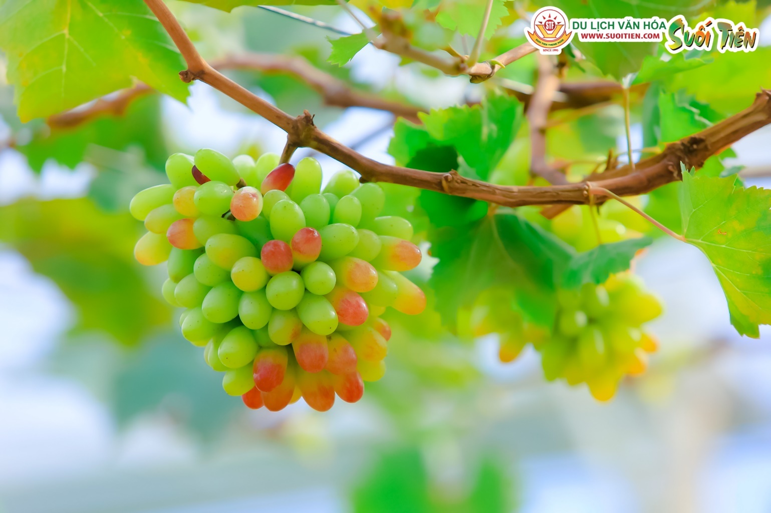 hai nho tai vuon,  du lich Suoi Tien anh 3