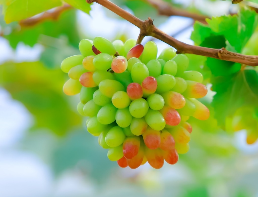 Trai nghiem thu hoach, thuong thuc nho tai Suoi Tien Farm hinh anh