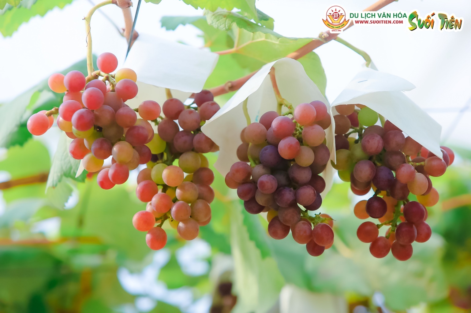 hai nho tai vuon,  du lich Suoi Tien anh 4