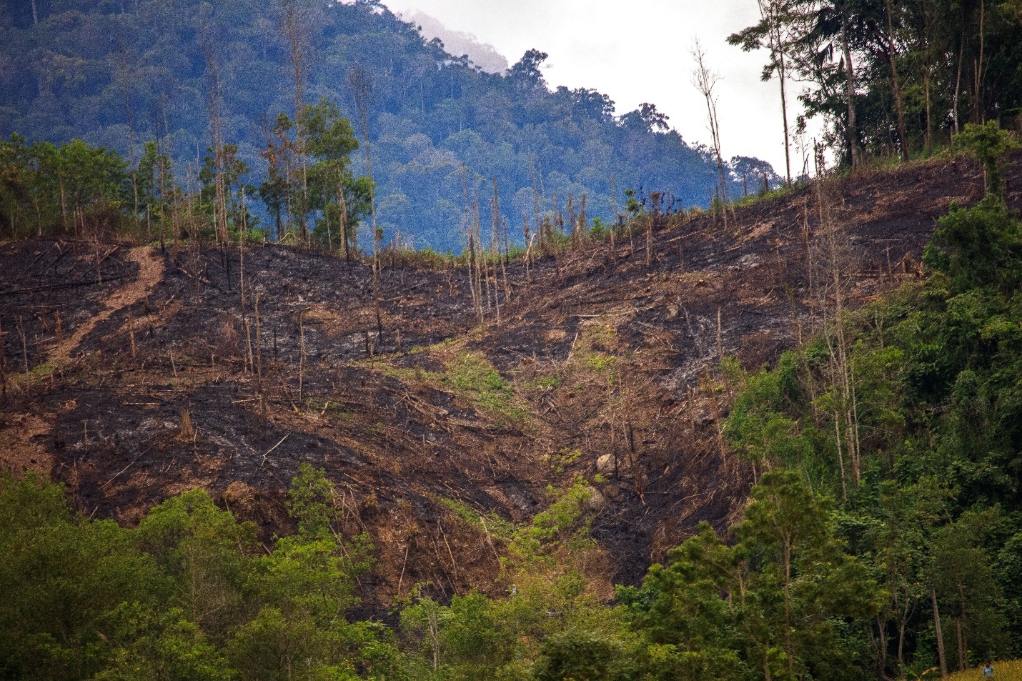 tieu dung xanh anh 1