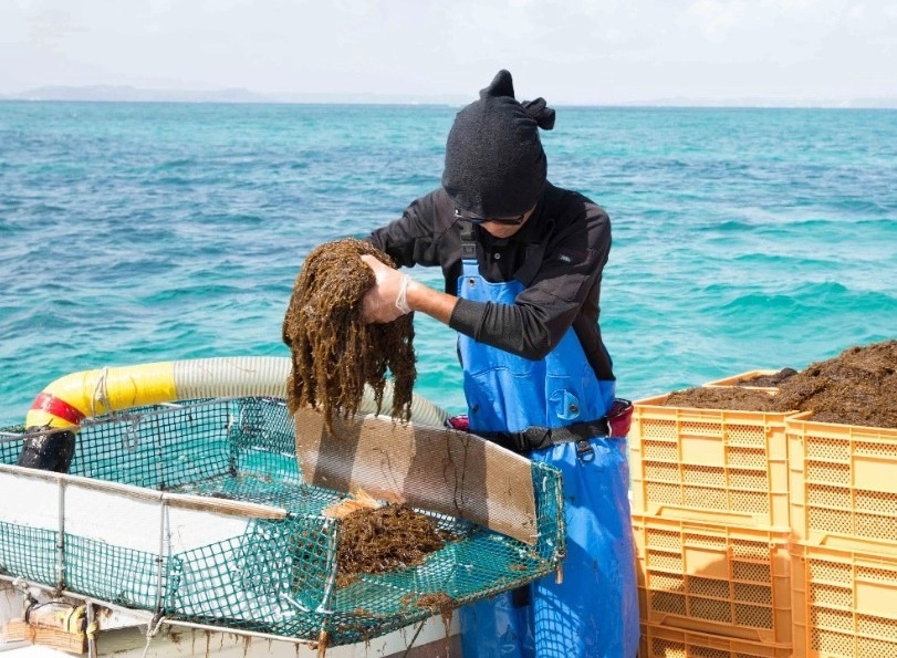 Kha nang khang viem cua tao mozuku Nhat Ban hinh anh
