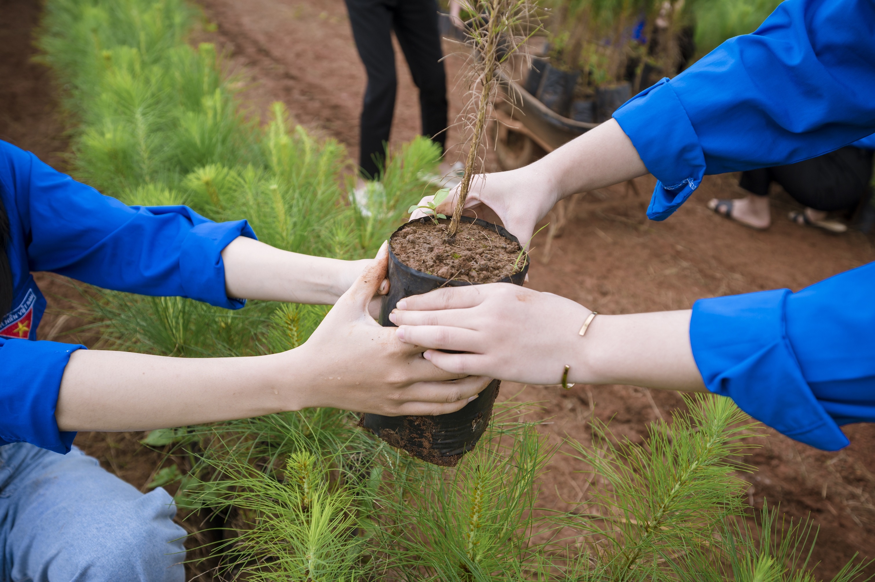 Them mot mam cay, Suntory PepsiCo Viet Nam chung tay bao ve rung hinh anh