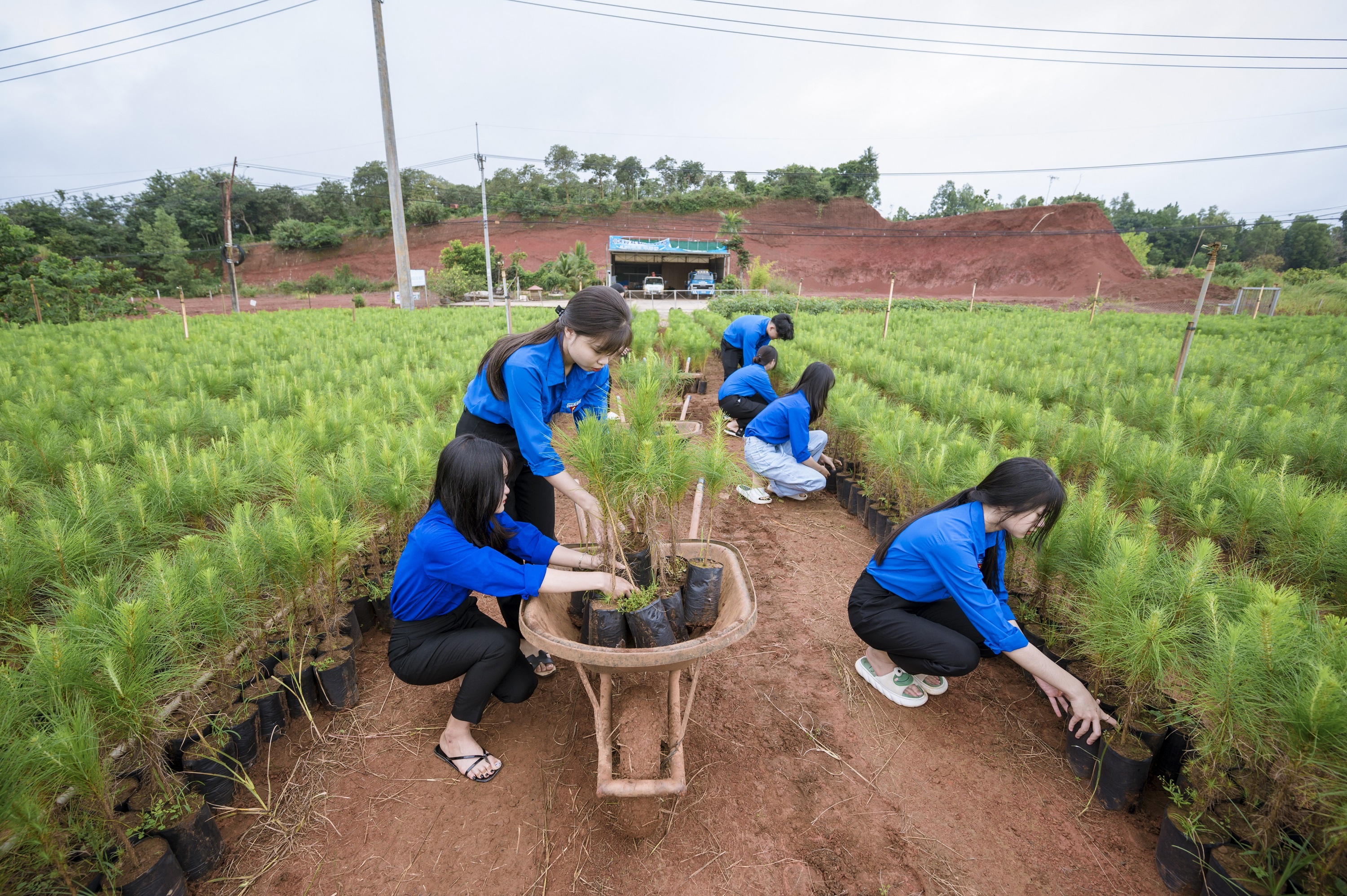 Triệu cây xanh,  Việt Nam xanh ảnh 8 Trieu cay xanh,  Viet Nam xanh anh 8