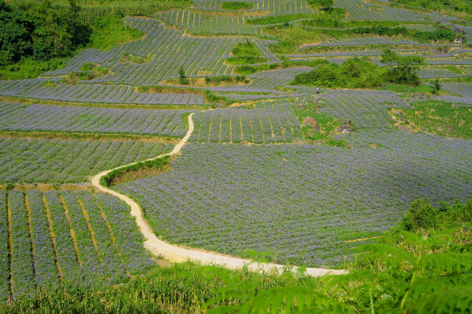 Nam Duoc,  siro ho cam anh 1