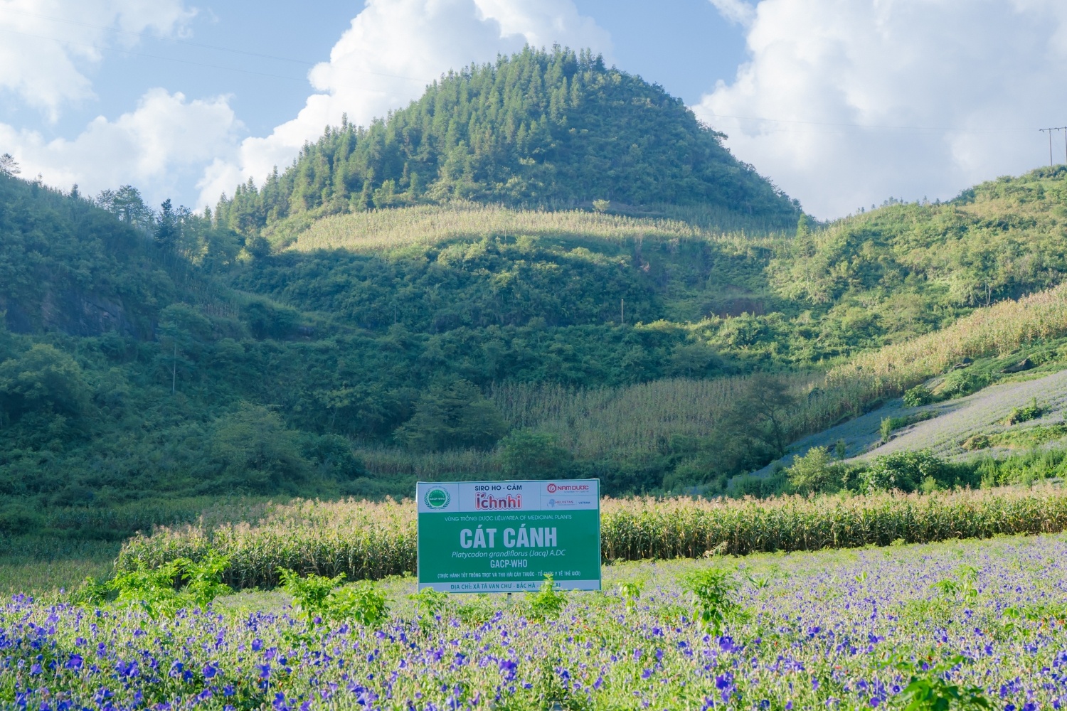 Siro ho cam Ich Nhi tu chu nguon duoc lieu cat canh chuan quoc te hinh anh
