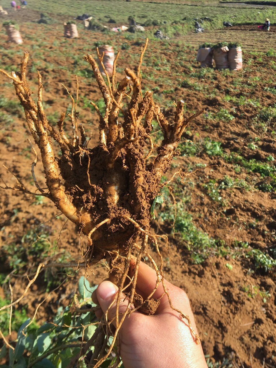 Nam Duoc,  siro ho cam anh 2