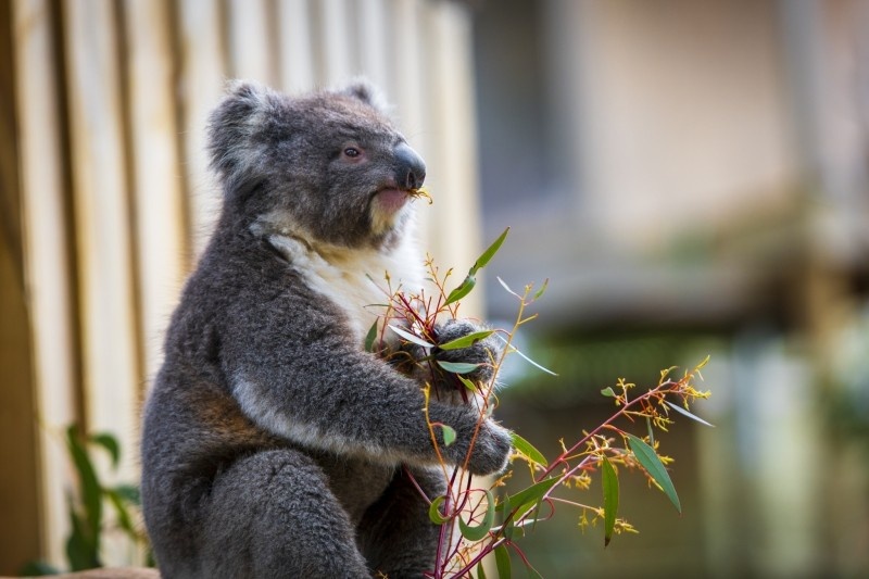 Du lich Australia anh 3