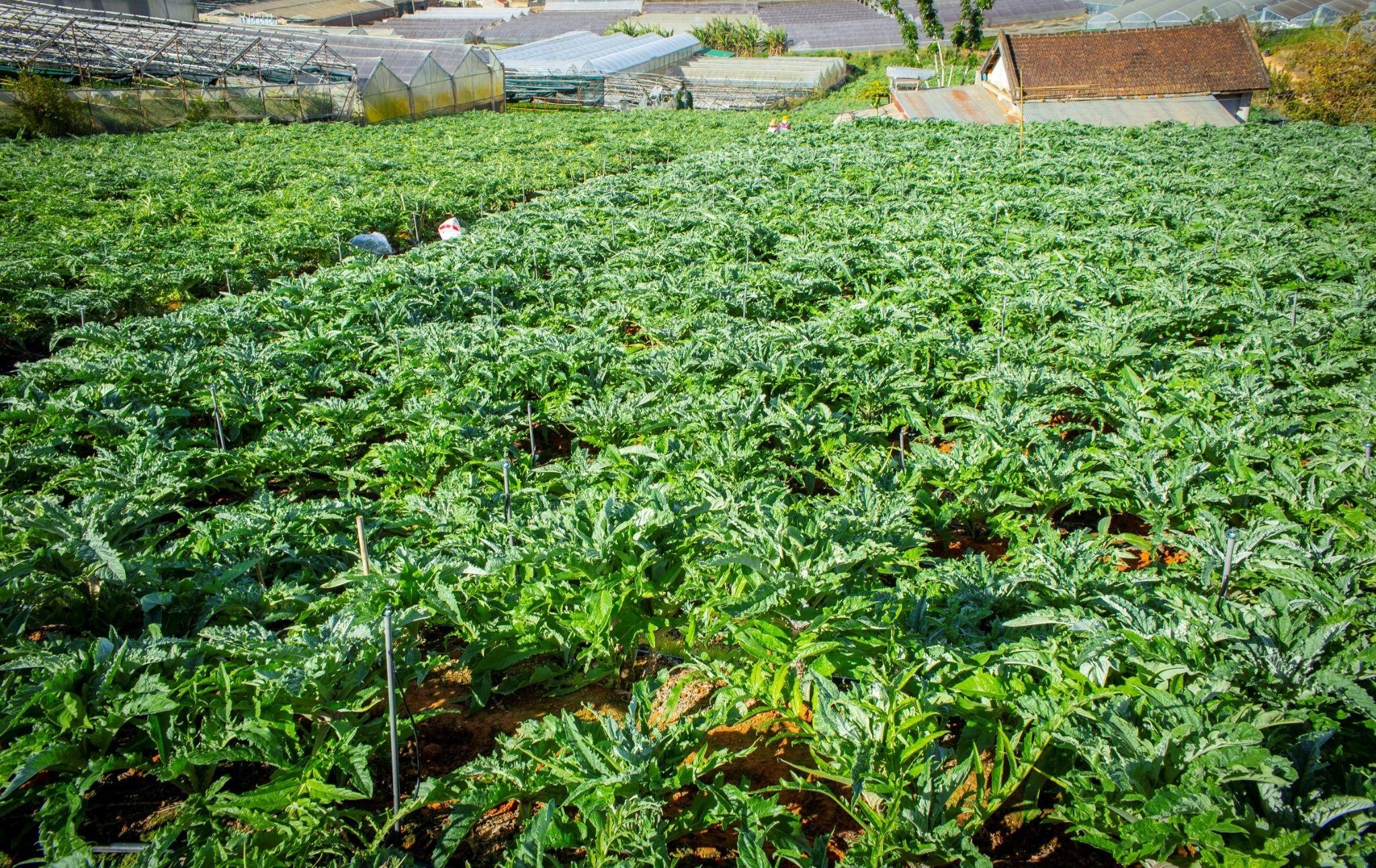 Sui thanh nhiet Livecool anh 2