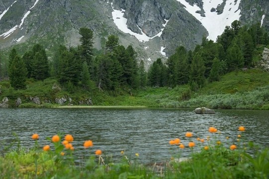 Dinh duong Siberian Wellness anh 1