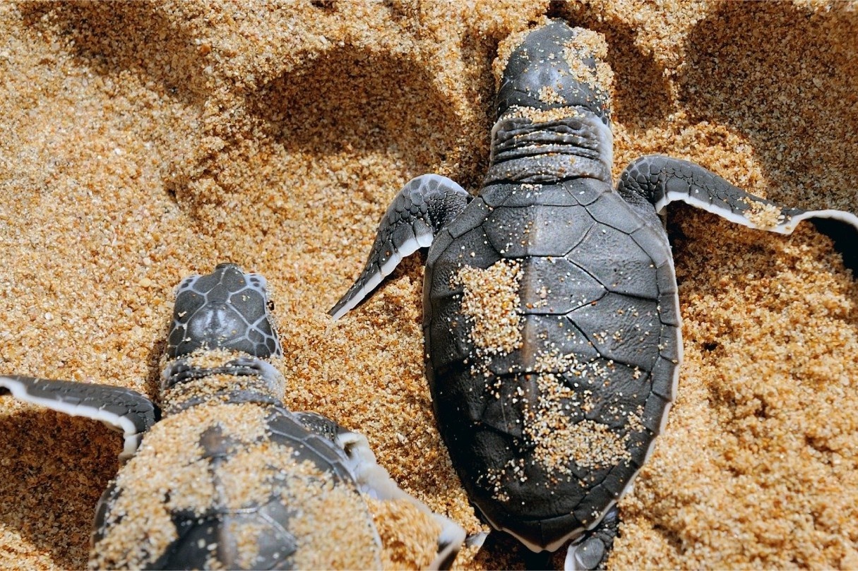 Ba Ria Vung Tau anh 3