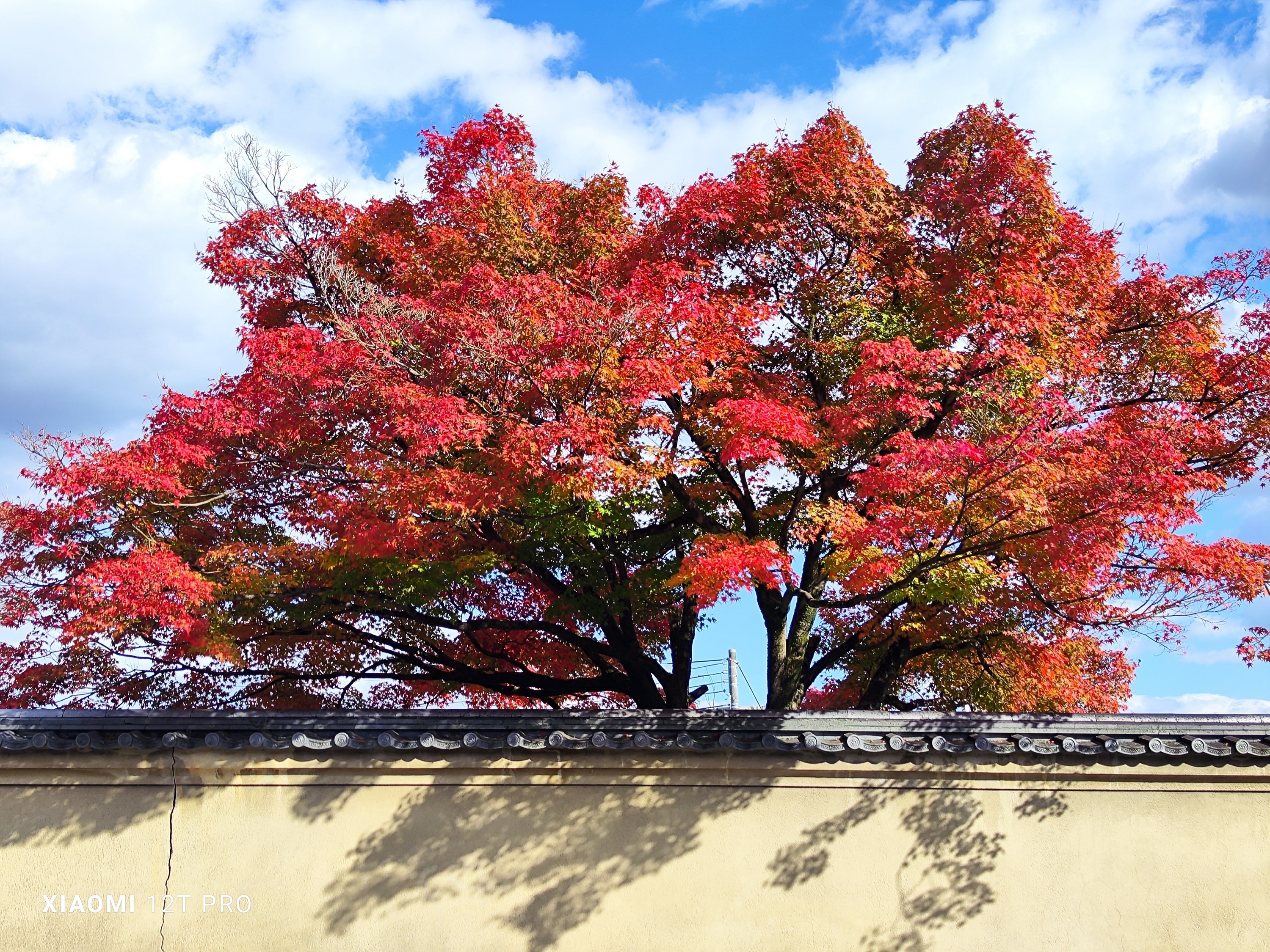 Mua thu Nhat Ban qua ong kinh 200 MP cua Xiaomi 12T Pro hinh anh