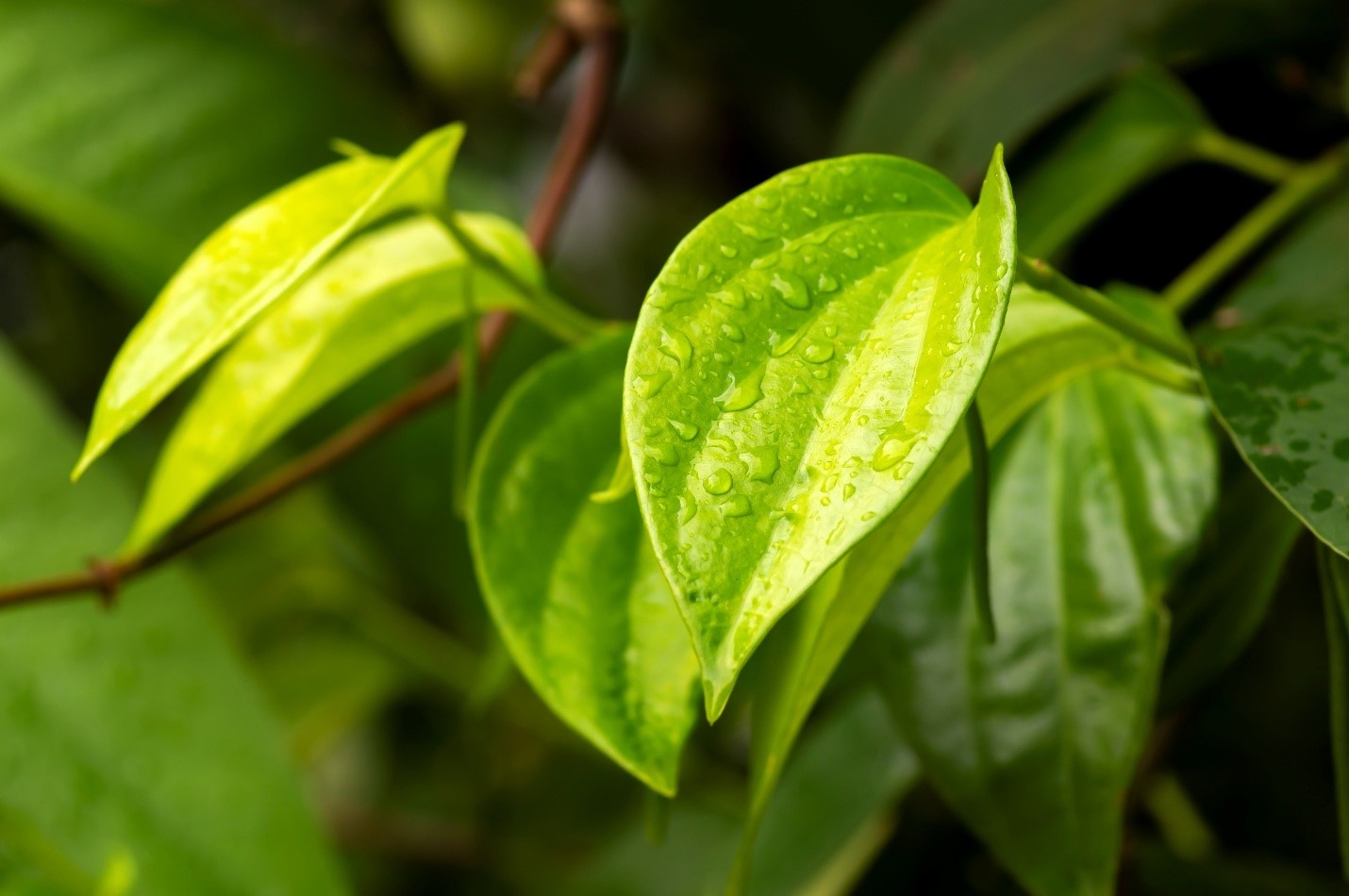 sữa tắm La’Petal,  lá trầu không ảnh 1 sua tam La’Petal,  la trau khong anh 1