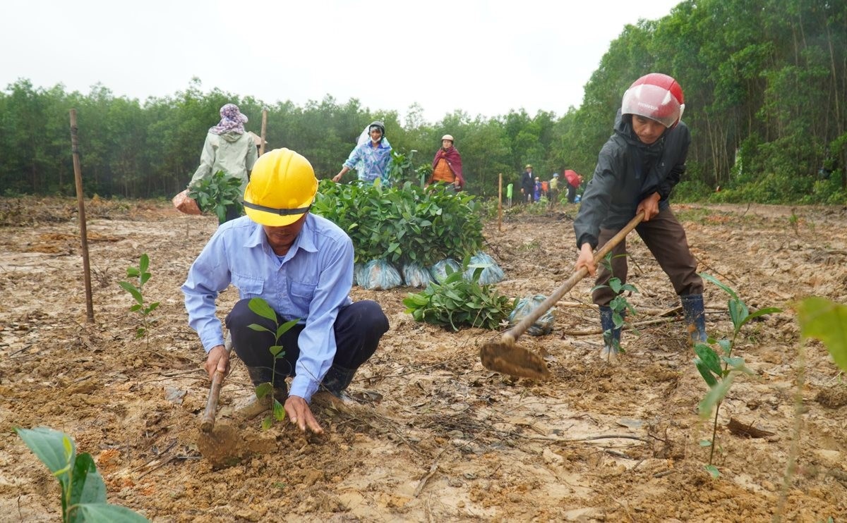 trao tặng cây Quảng Trị ảnh 2 trao tang cay Quang Tri anh 2