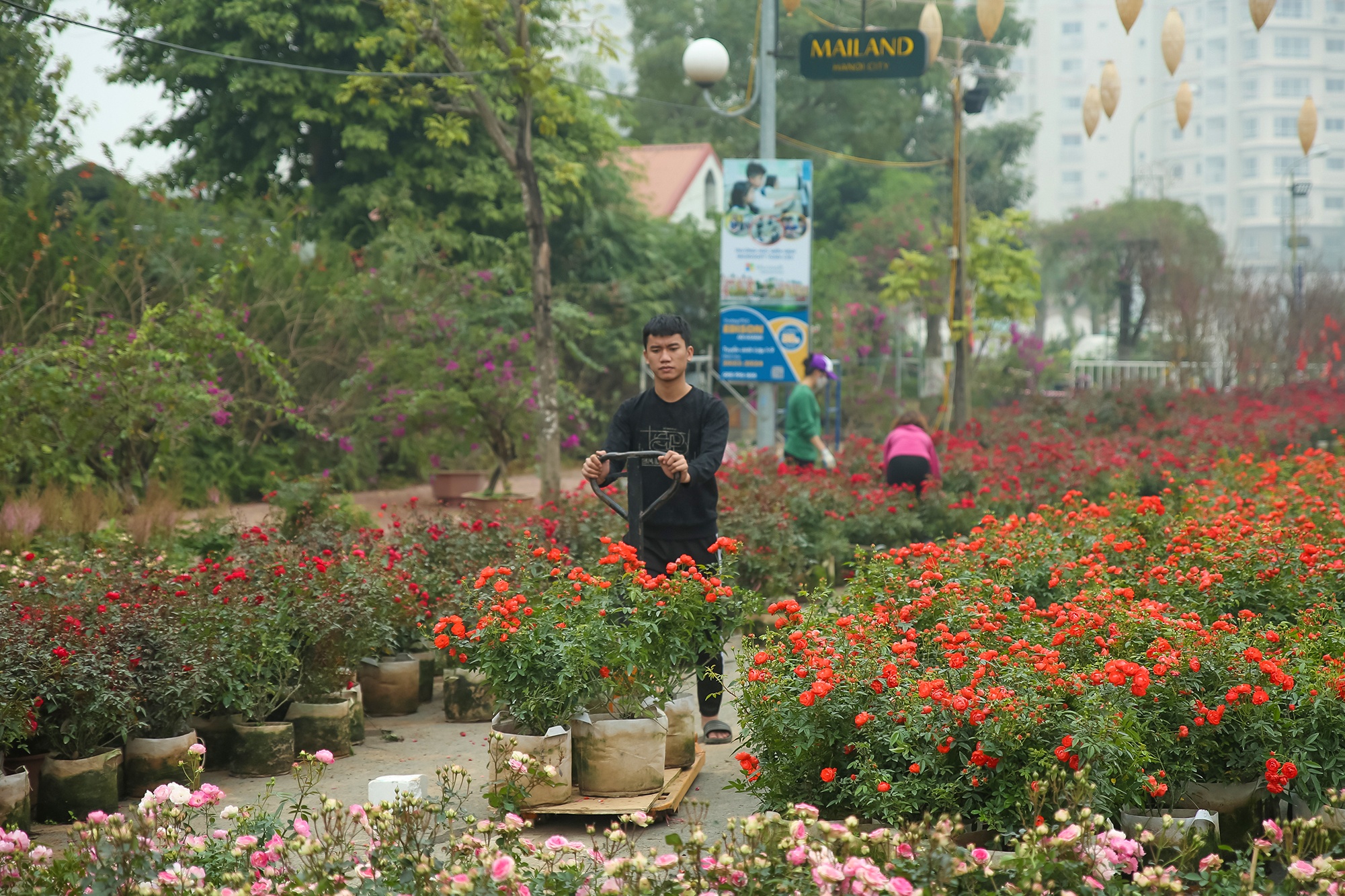 Home Hanoi Xuan 2023 anh 3