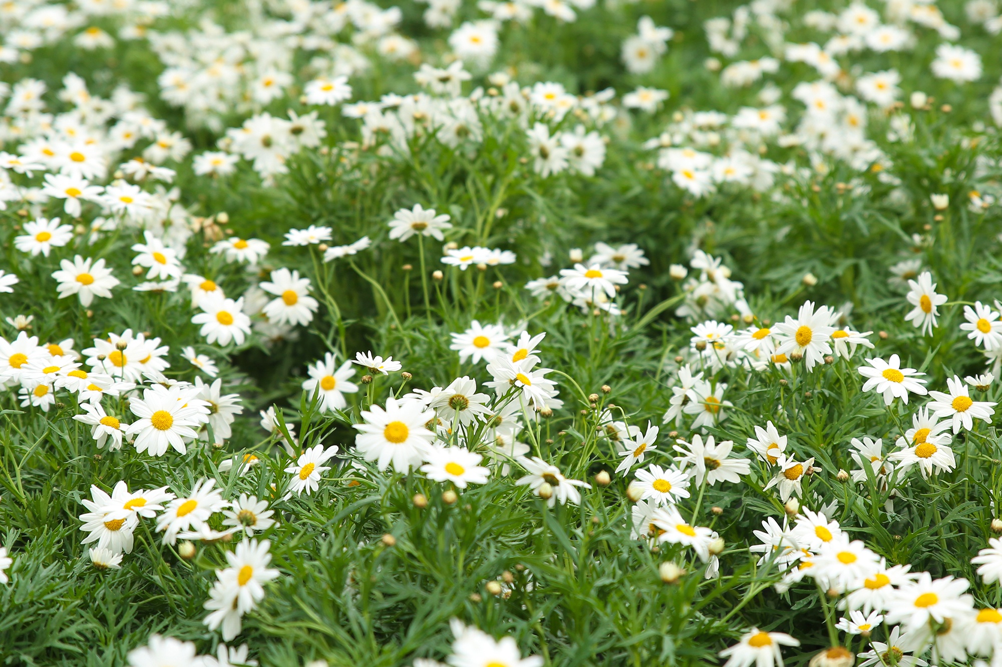 Home Hanoi Xuan 2023 anh 4