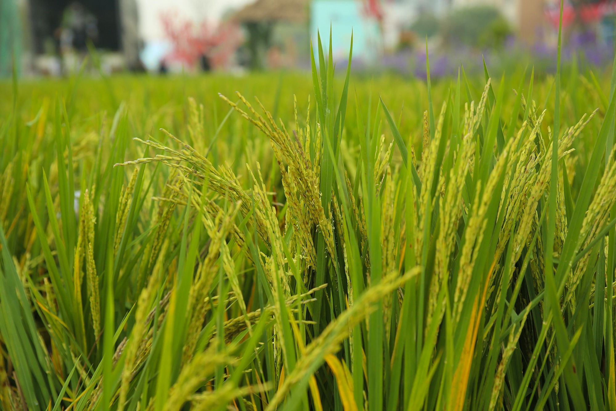 Home Hanoi Xuan 2023 anh 5