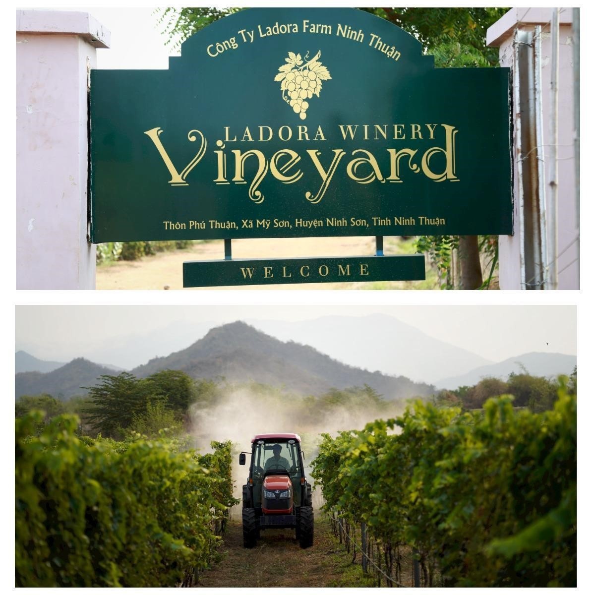 Chateau Dalat,  Vivazz Sangria anh 3