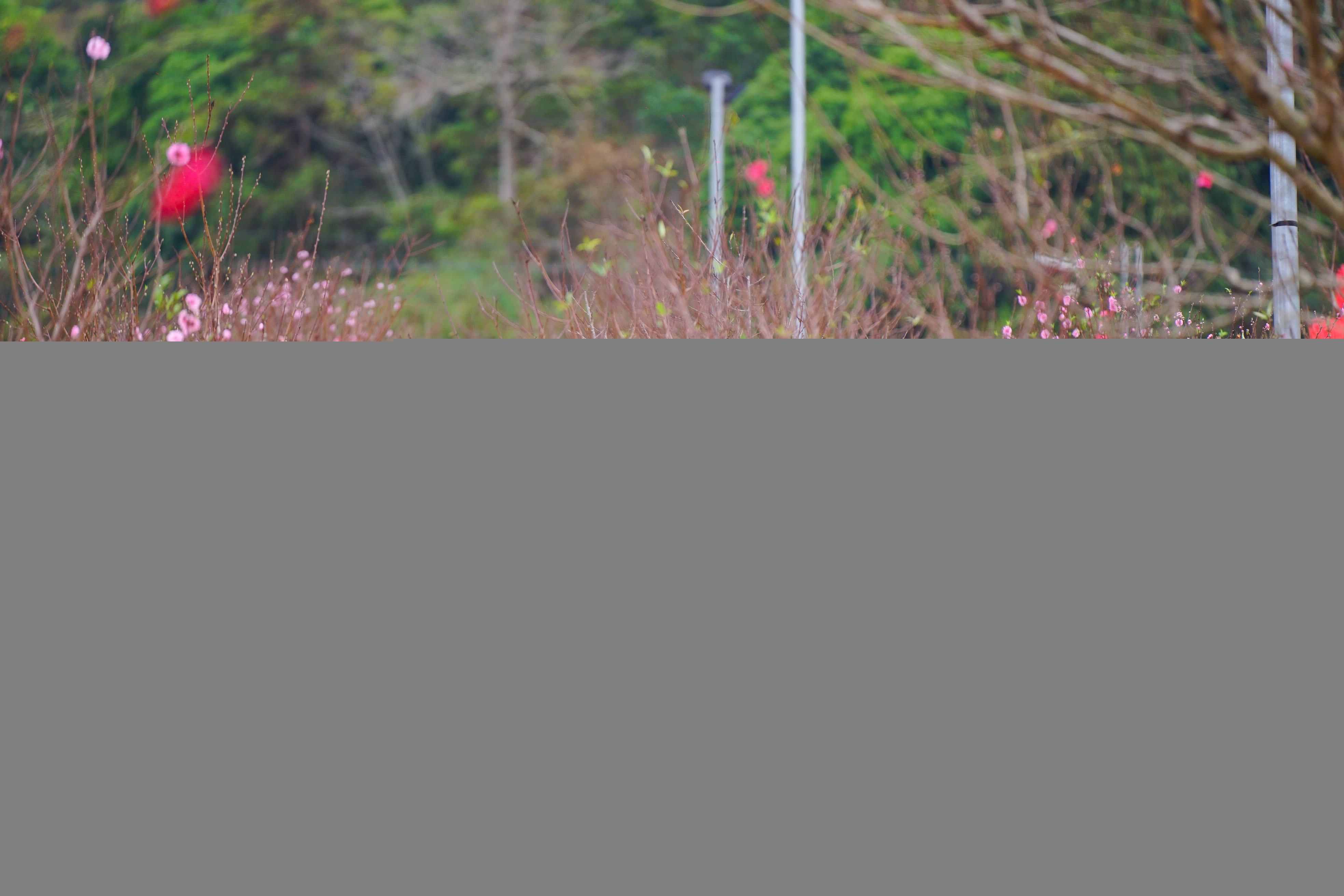 le hoi Hoa dao anh 4