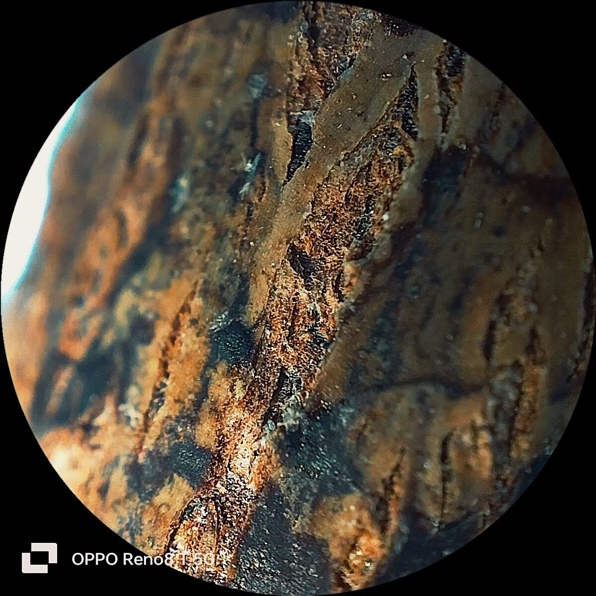 Oppo ảnh 9 Oppo anh 9