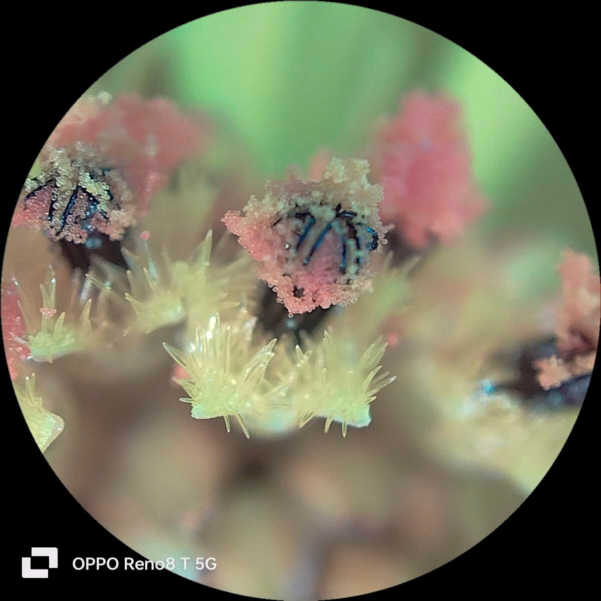 Oppo ảnh 10 Oppo anh 10