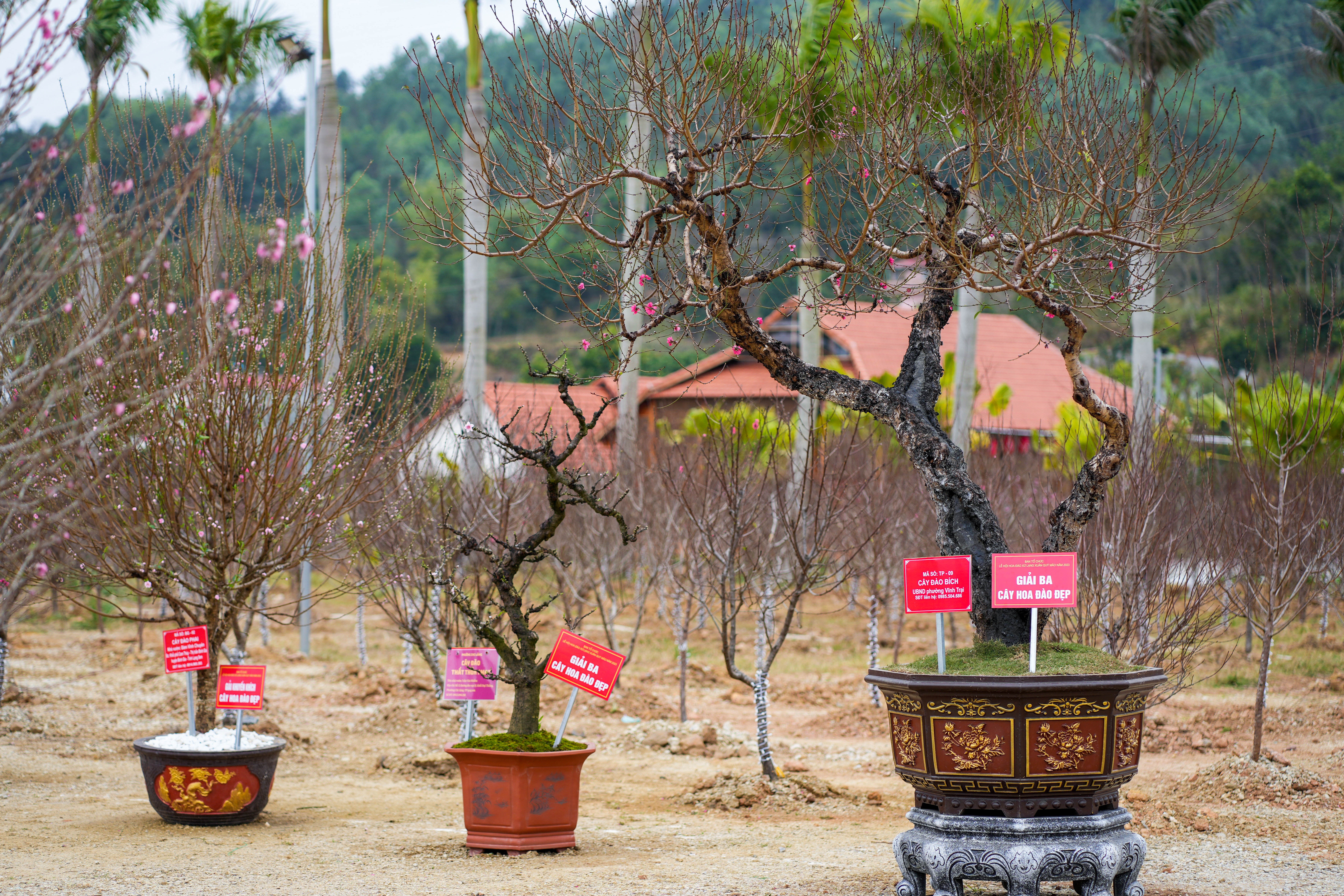 Lễ hội hoa đào ảnh 3 Le hoi hoa dao anh 3