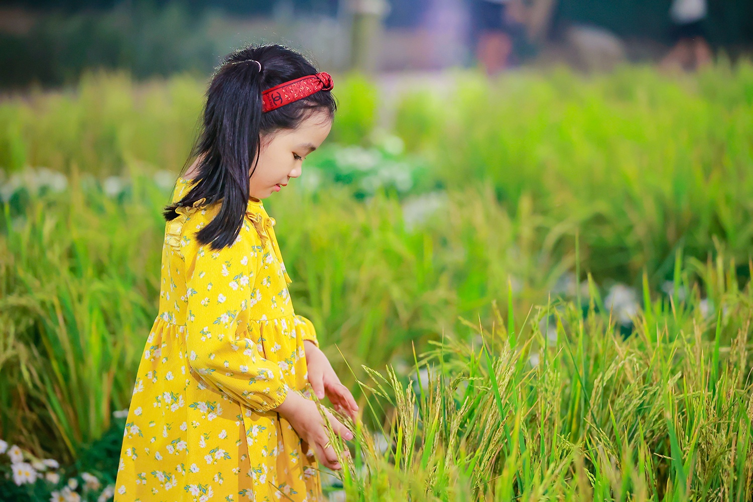 Phú Long ảnh 2 Phu Long anh 2