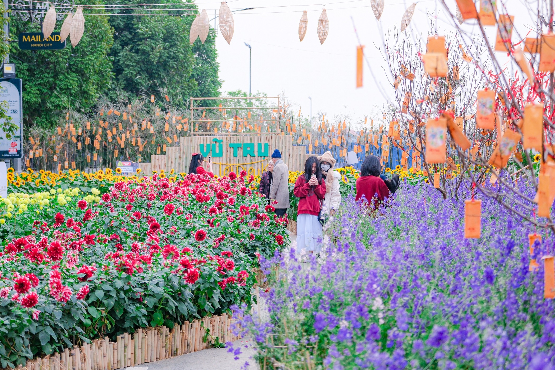 Home Hanoi Xuan 2023 ảnh 2 Home Hanoi Xuan 2023 anh 2