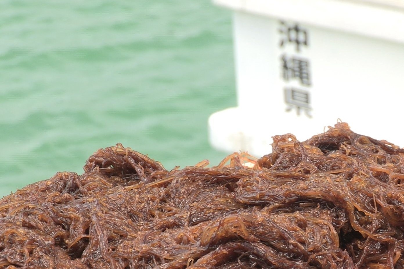 Hop chat fucoidan giup kiem soat su can bang cua he mien dich hinh anh