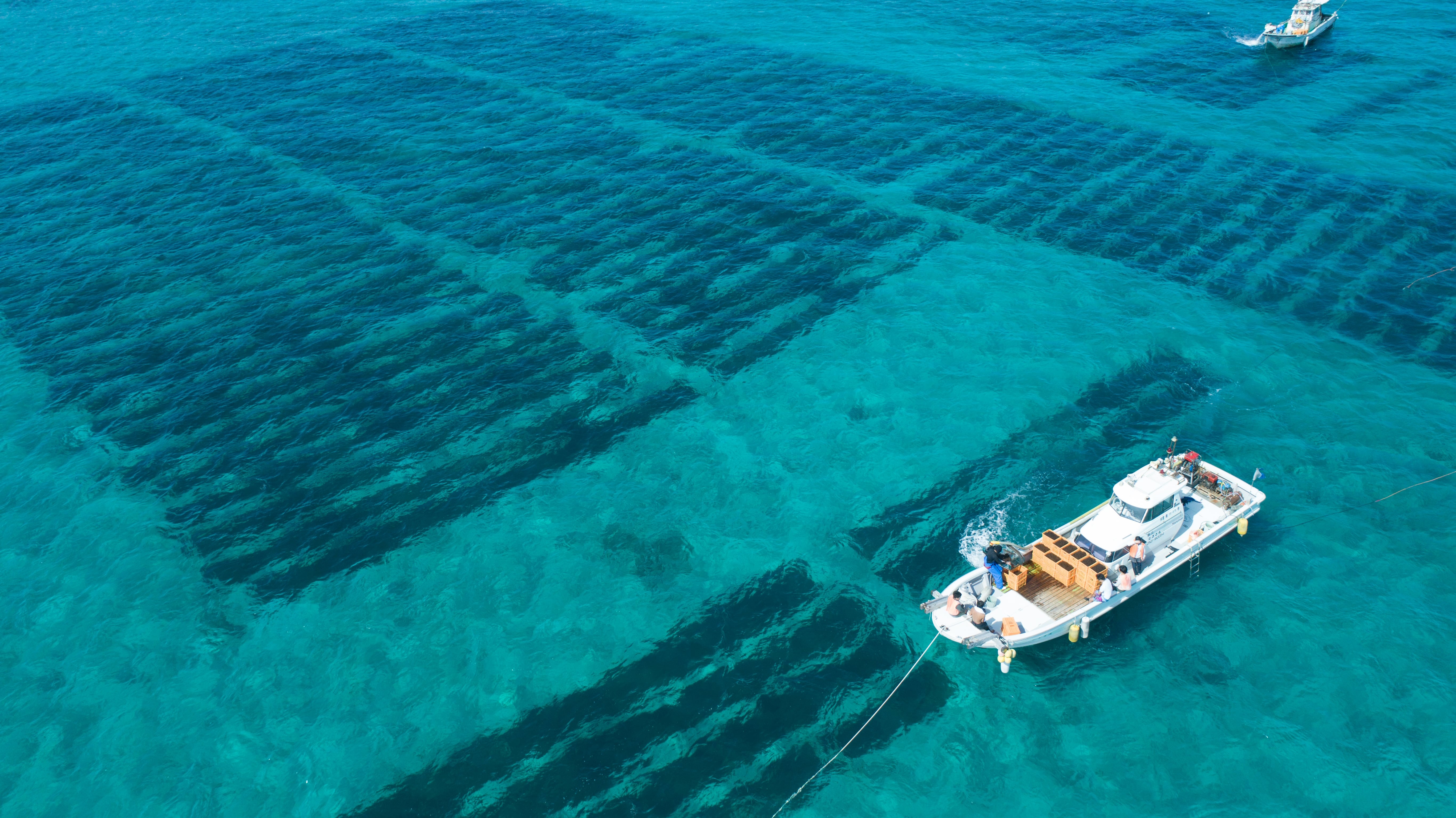 Fucoidan dieu tri ung thu anh 1